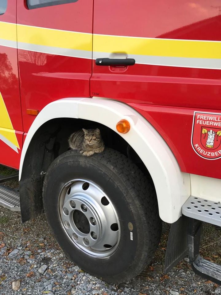 Feuerwehr Katze