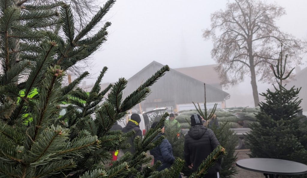 FF Kreuzberg - Christbaumverkauf 2025 - Blick auf die Bäume