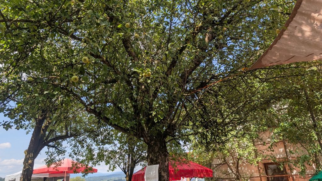 FF Kreuzberg - Frühschoppen Winkelbrunn 2026 - Schatten im Obstgarten