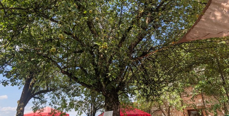 FF Kreuzberg - Frühschoppen Winkelbrunn 2026 - Schatten im Obstgarten